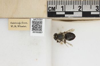 Media type: image;   Entomology 785887 Aspect: labels